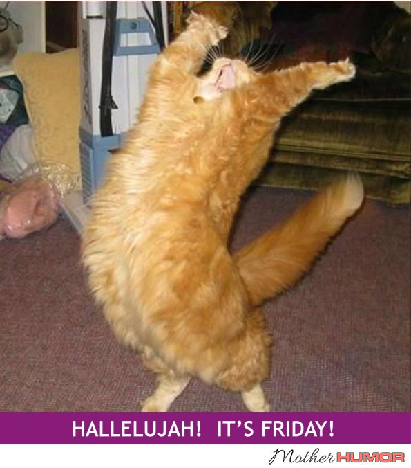 Funny picture of cat dancing