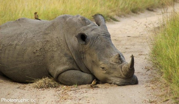 Picture of rhino sleeping