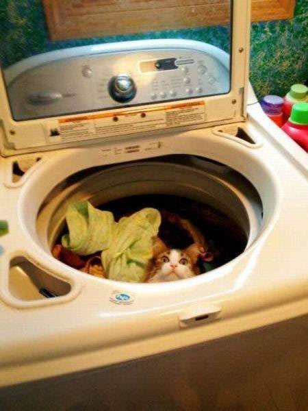 Picture of cat in washing machine