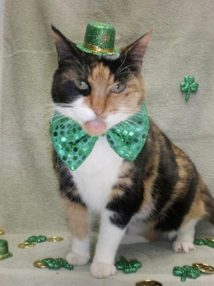 cat-st-patricks-day
