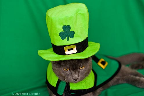 cat-st-patricks-day2
