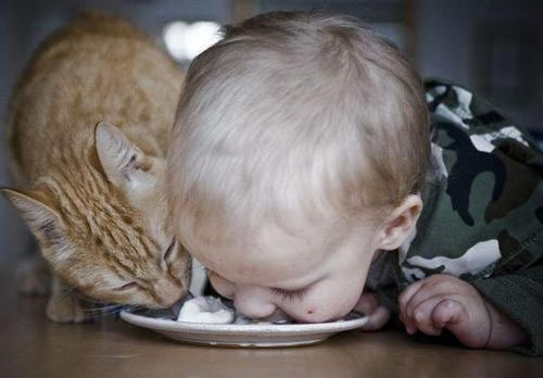 toddler-cat-eating-from-bowl