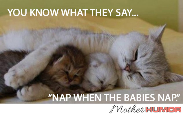 CAT-SLEEPING-KITTENS-MOTHER-HUMOR
