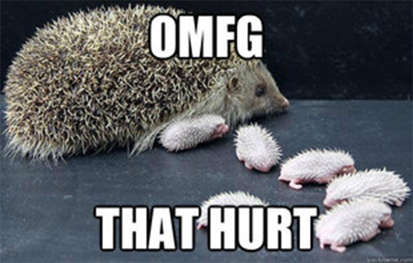 hedgehog mom meme