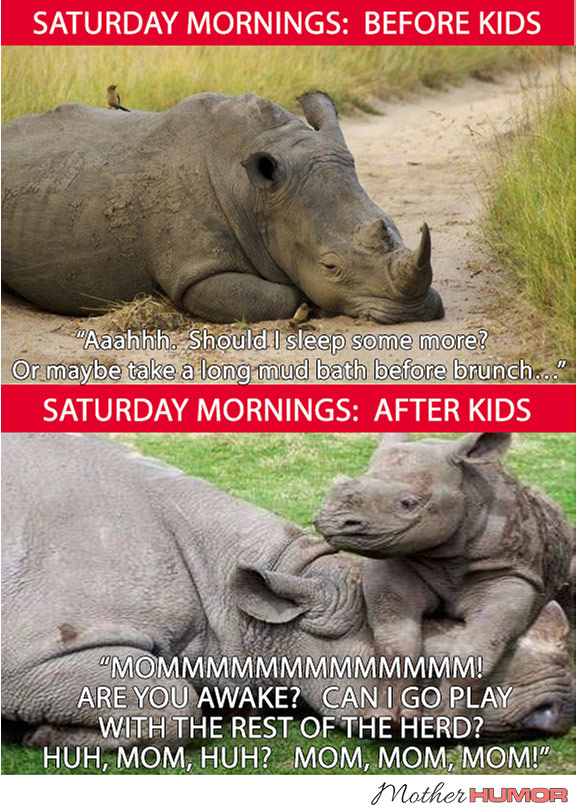 Funny pictures of rhinos
